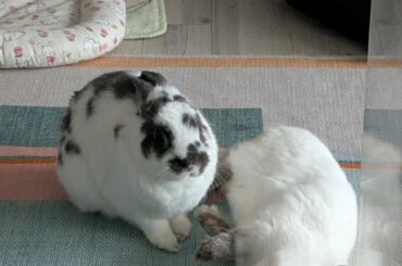 When did your bunny start showing signs of aging?