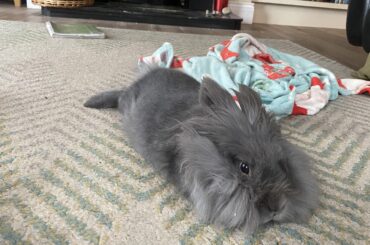 Is this a sign of gi statis or is my bunny just relaxed ?