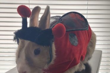 LadyBun