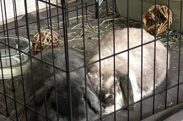 Are they bonded if they haven’t groomed each other?