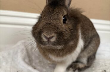 breed ID for my baby