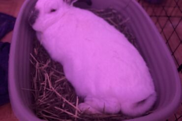 Best beds for bunnies who eat everything?
