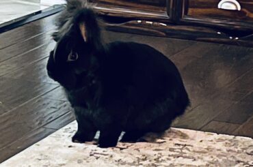 Bun…grumpy but cute 💜