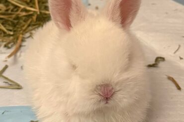 [Advice] Anyone with Babyish Bunny Experience I Could Use Help with Last Weekend’s Rescue
