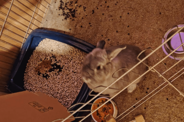 Litter trained bunny pooping right next to the toilet suddenly