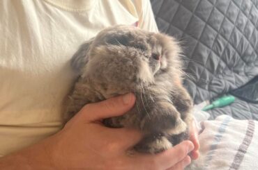 I have a funny shaped bun