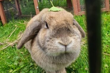 rabbit's butt clogged with poop