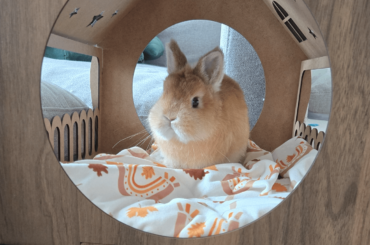 for a bun that isn't causing any trouble, he looks remarkably suspicious 🤔