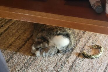 Peets pics