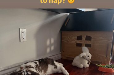Maxi and his plush bun. When does your bun decide to nap?