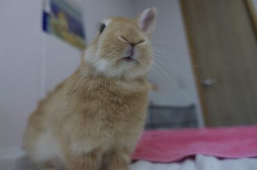 Does your bunny like your talking to them?