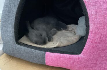 Sleepy