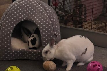 Apollo and buttons ❤️❤️