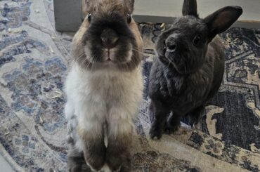 What Do You Mean, That's Enough Pear?