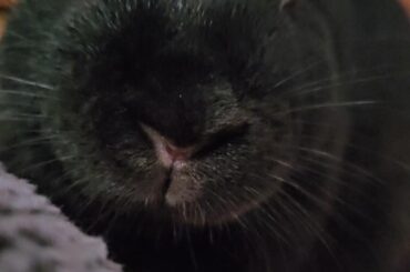 Jet has been neutered and he wants out of his loft IMMEDIATELY!