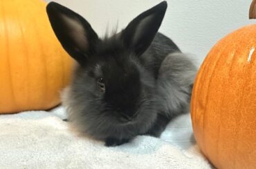 Rehoming baby bun