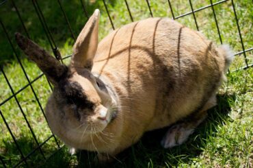 Her name was Apricot and she was my best friend