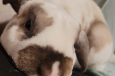 Why does he only come out when I'm in the room?