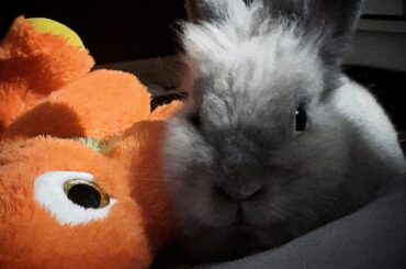 Help me understand my bunny better 🙃