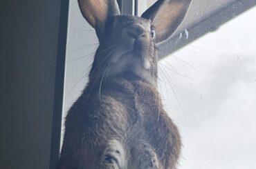 ‘Get those kids off my lawn’ ahh bunny