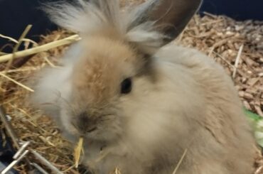 Mochi loves his hay🐇