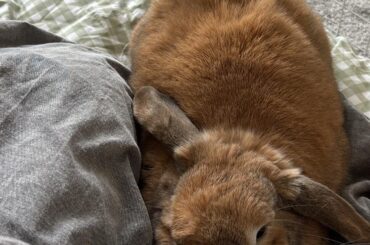 Second opinion on bunny having pus in right ear — vet recommends CT scan & possible lateral ear canal ablation