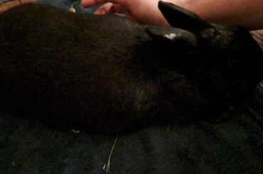 She completely lay down when I started stroking her 🥰