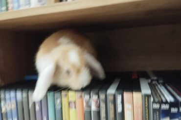 new pen for bunny
