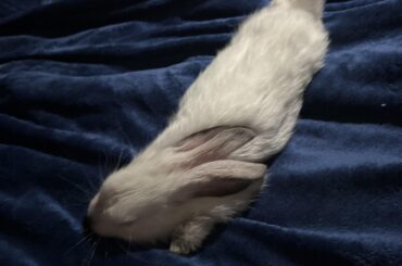 My 4 month bunny can turn into a sausage when he gets tired
