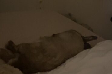 Winter is here and we're better off in mom's bed 🥰🐰♥️