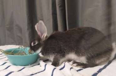 Just learn recently bunnies eat grape twigs.