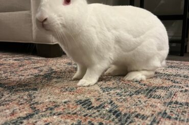 My Lucy needs a new home 🐰🩶