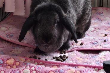 Bunny Tantrums!