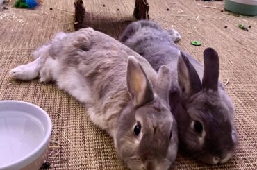 Tuckered out after a hard day’s work of spilling their water everywhere