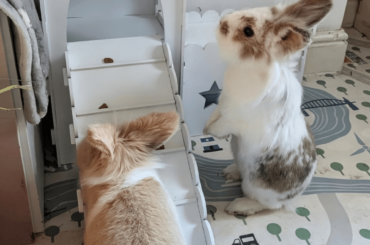 It's my 8th birthday today and I'm admiring my new castle.