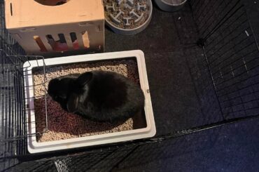 The minimum cage size in my country is pure insanity.