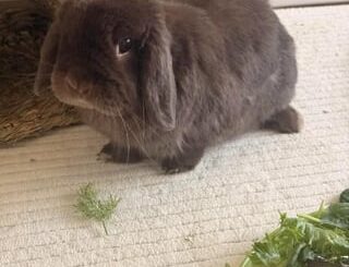 Everyone welcome our newest family member- sweet baby Milo 🤎