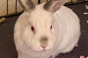 Meet Nino!