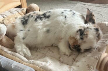 the cutest sight (after mild panic and checking for signs of life) 🥰🐰