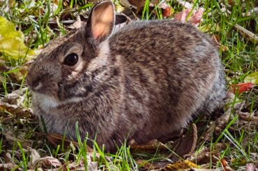 89% sure the wild bun I released back into a safer area has returned!