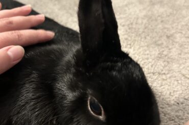 I love how her ears come together like one single ear or a little party hat. Miss Tiggles 💕