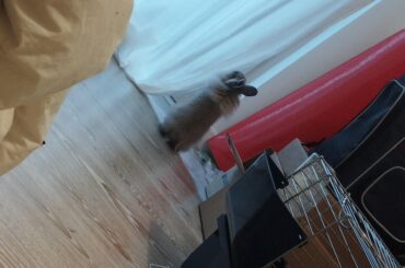 Mochi exploring my room