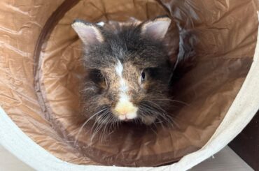 The sitters got their honorary granbun a new toy ❤️