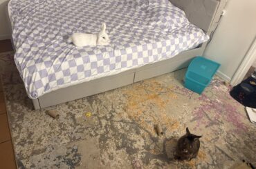 any bunny owners with disabilities? i’d appreciate any tips :(