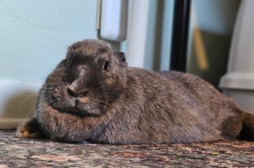 Metamorphosis rabbit