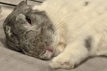 So sleepy on a warm heating pad