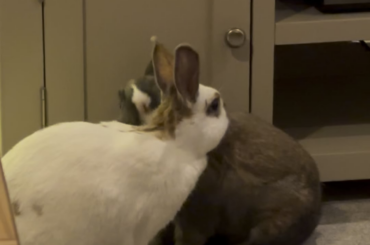 Bunnies in love 🥰