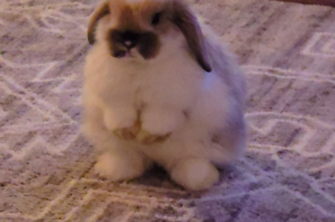 Cutest thing a bunny can do
