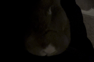 Anyone’s rabbit like this?