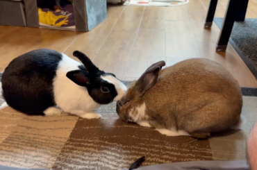 Easy Ruby, you nearly knocked him over!  Any tips to get him to groom her back?